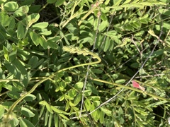 Tephrosia onobrychoides