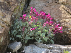 Penstemon petiolatus