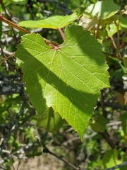 Vitis berlandieri
