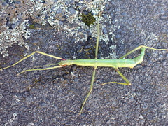 Acanthoxyla geisovii