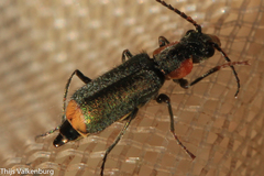 Clanoptilus marginellus