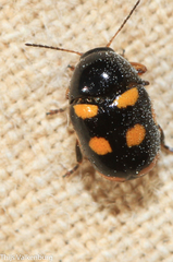 Cryptocephalus octoguttatus