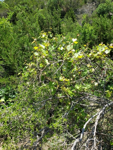 Image of Vitis berlandieri by (c) Jo Roberts, some rights reserved (CC BY)