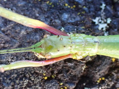 Acanthoxyla geisovii