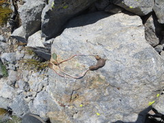 Claytonia umbellata