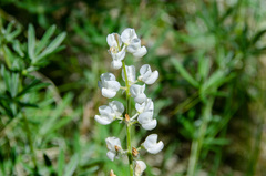 Lupinus sulphureus