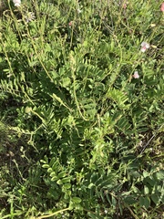 Tephrosia onobrychoides