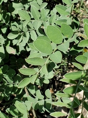 Indigofera lindheimeriana
