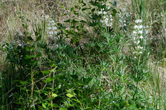 Lupinus sulphureus