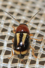 Cryptocephalus pulchellus