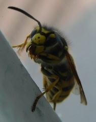 Vespula germanica