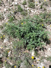 Indigofera lindheimeriana