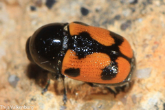 Cryptocephalus octoguttatus