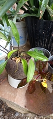 Masdevallia