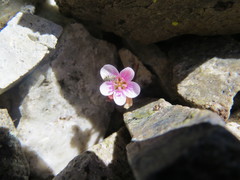 Claytonia umbellata