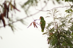 Amazona albifrons