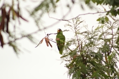 Amazona albifrons