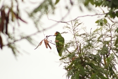 Amazona albifrons