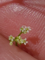 Spermolepis inermis