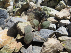 Claytonia umbellata