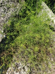 Spermolepis inermis