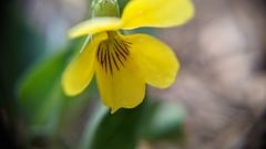 Viola lobata