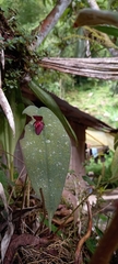 Pleurothallis adonis