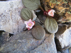 Claytonia umbellata