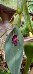 Pleurothallis adonis