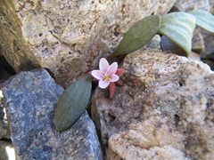 Claytonia umbellata