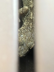 Gekko japonicus