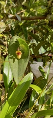 Pleurothallis ortegae