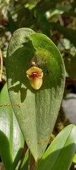 Pleurothallis ortegae
