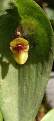 Pleurothallis ortegae