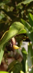 Pleurothallis ortegae