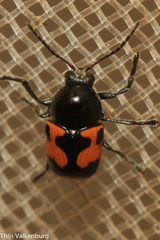 Cryptocephalus octoguttatus