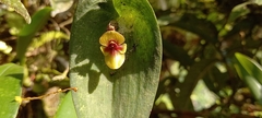Pleurothallis ortegae