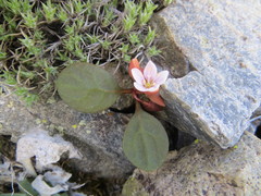 Claytonia umbellata