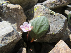 Claytonia umbellata