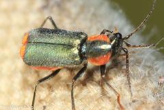 Clanoptilus marginellus