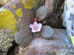 Claytonia umbellata