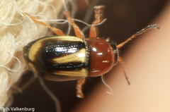 Cryptocephalus pulchellus