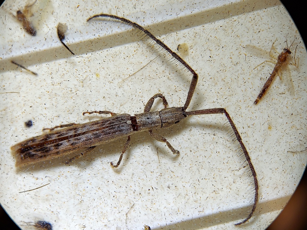 Spalacopsis filum costulata