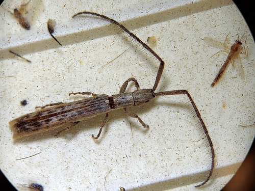 Spalacopsis filum costulata