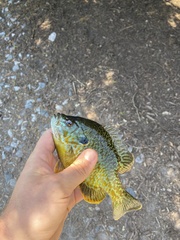 Lepomis gibbosus × cyanellus