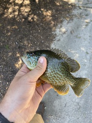 Lepomis gibbosus × cyanellus