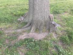 Sciurus carolinensis