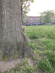 Sciurus carolinensis