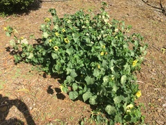 Hibiscus ovalifolius