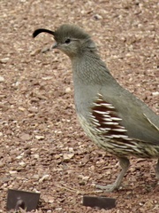 Callipepla gambelii